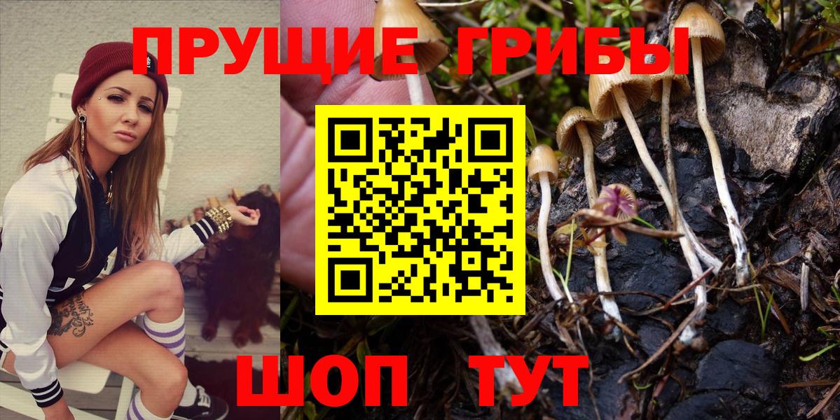 Галлюциногенные грибы Psilocybe  Галлюциногенные грибы мицелий  Сосновый Бор  Вход с VPN 